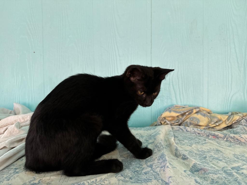 Bear, an adoptable Domestic Short Hair in Pahrump, NV, 89048 | Photo Image 1