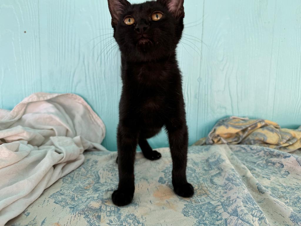 Mordue, an adoptable Domestic Short Hair in Pahrump, NV, 89048 | Photo Image 1