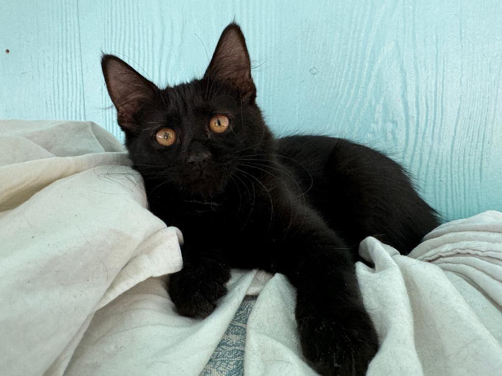 Fluffy Flufferton, an adoptable Domestic Long Hair in Pahrump, NV, 89048 | Photo Image 1