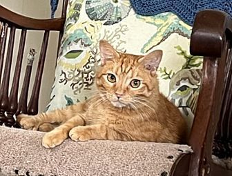 Cheddar