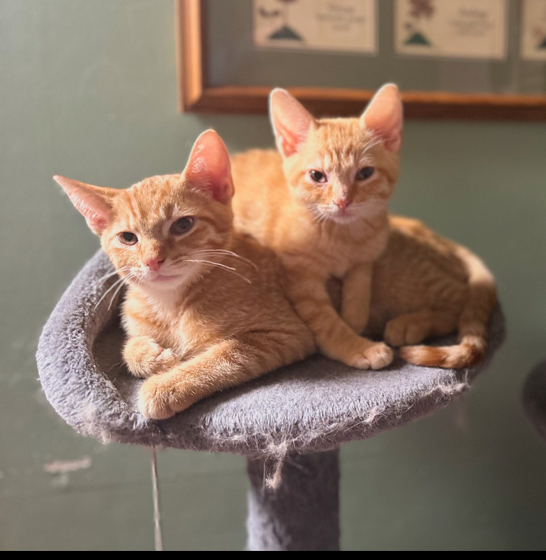 Weasley
