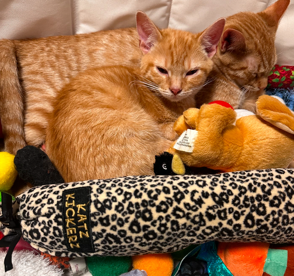 Weasley