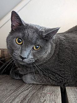 Danni
