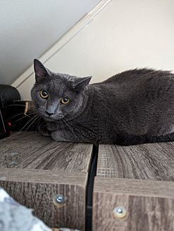 Danni