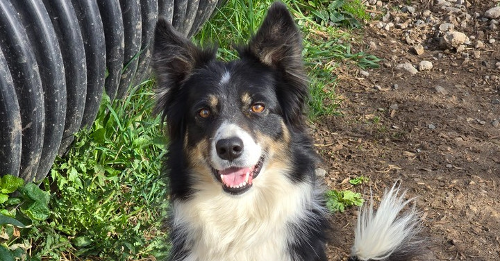 Aussie/BC Stella