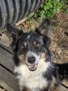 Aussie/BC Stella photo 2