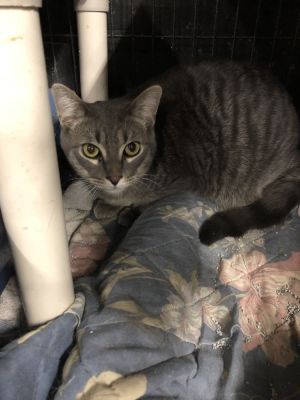 Feline Carrot (Male)