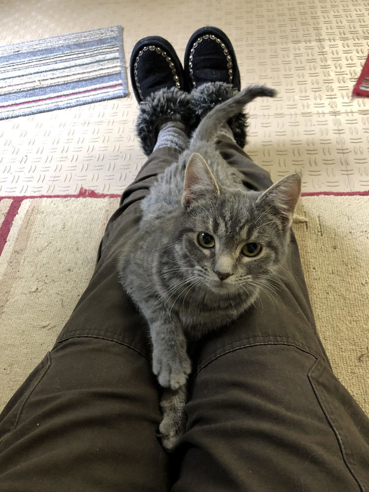 Feline Emmaline