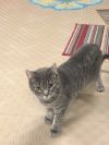 Feline Emmaline photo 2