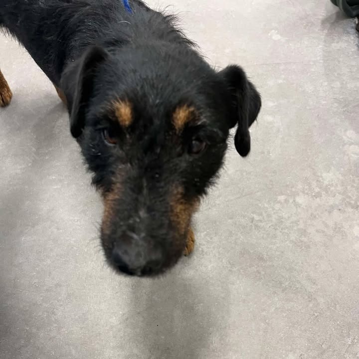 Cletus, an adoptable Mixed Breed in Buffalo, WY, 82834 | Photo Image 1