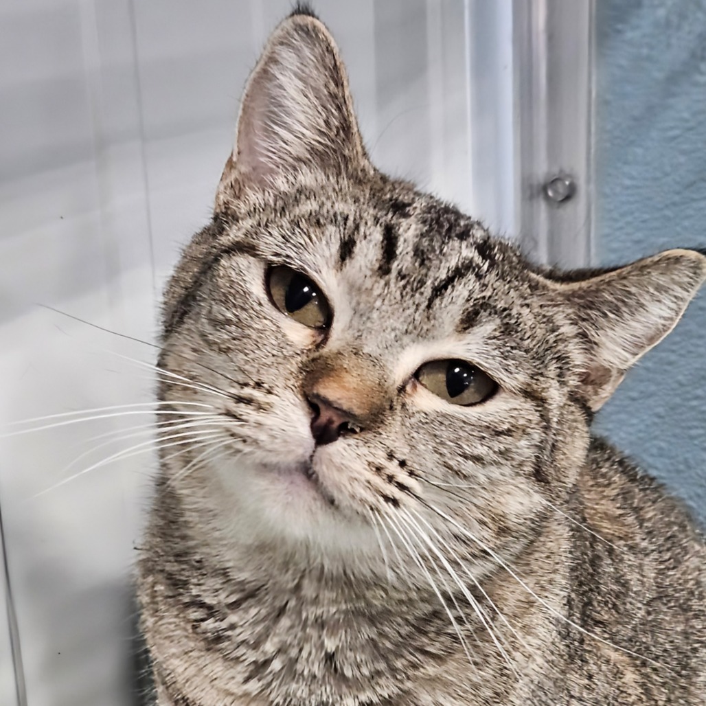 Jingle, an adoptable Domestic Short Hair in Sheridan, WY, 82801 | Photo Image 1