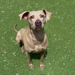 Abby 6049, Adult Female Weimaraner