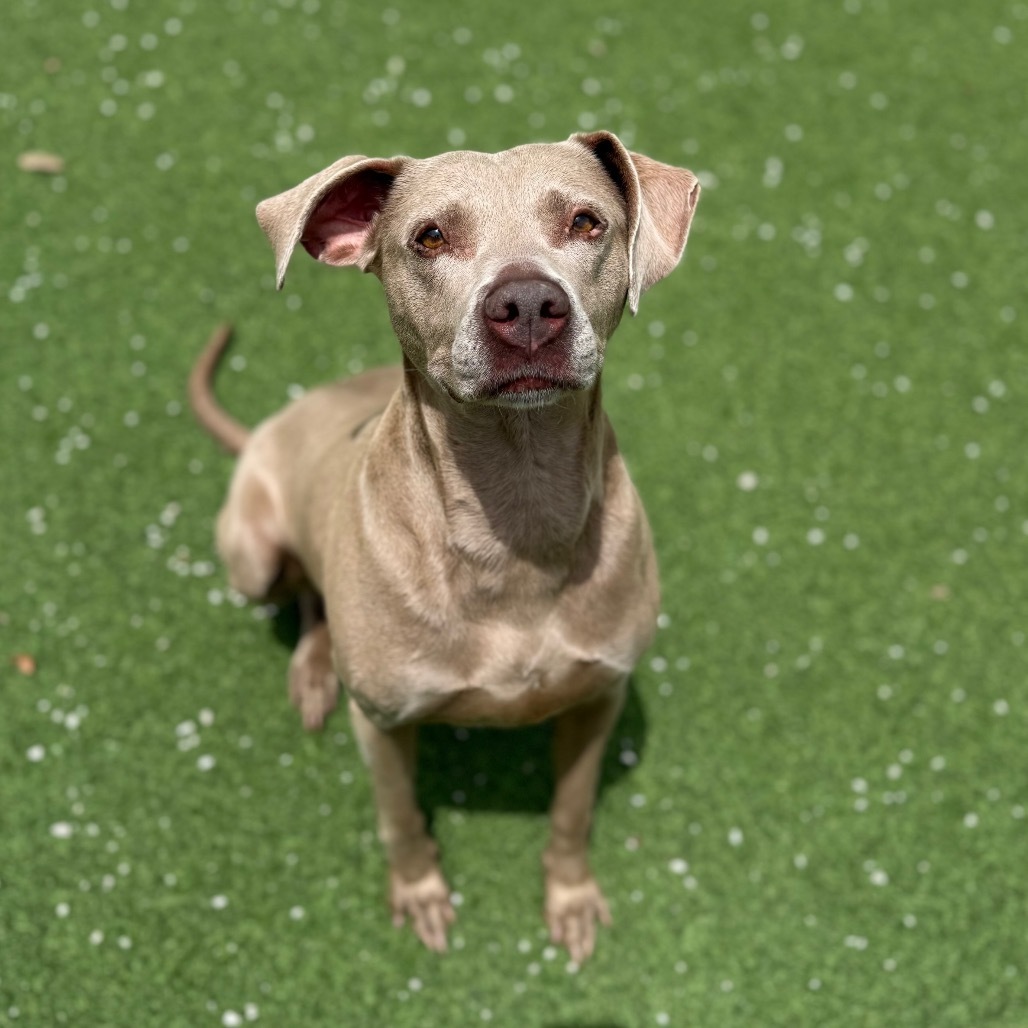 Abby 6049, an adoptable Weimaraner in LOXAHATCHEE, FL, 33470 | Photo Image 1
