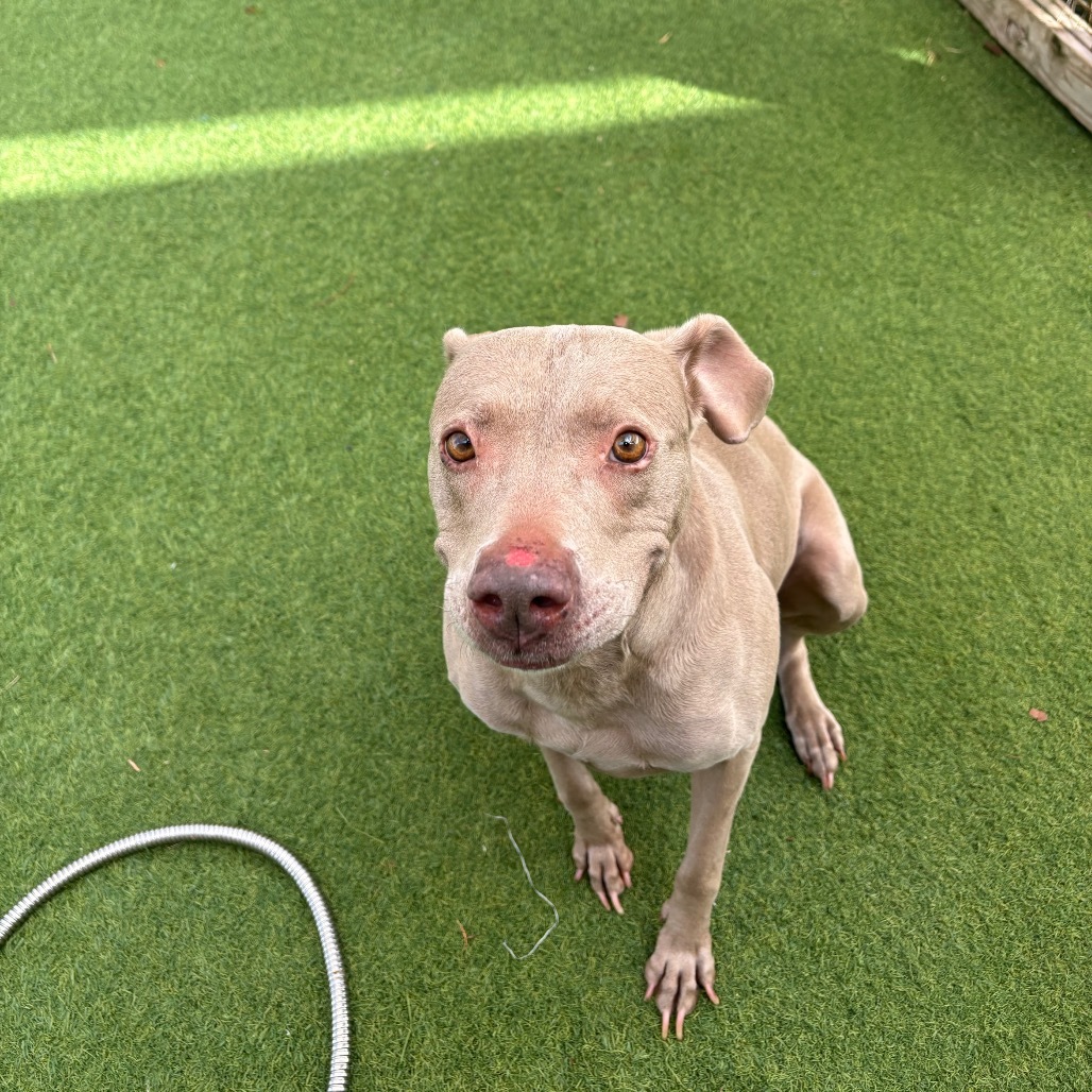 Abby 6049, an adoptable Weimaraner in LOXAHATCHEE, FL, 33470 | Photo Image 2