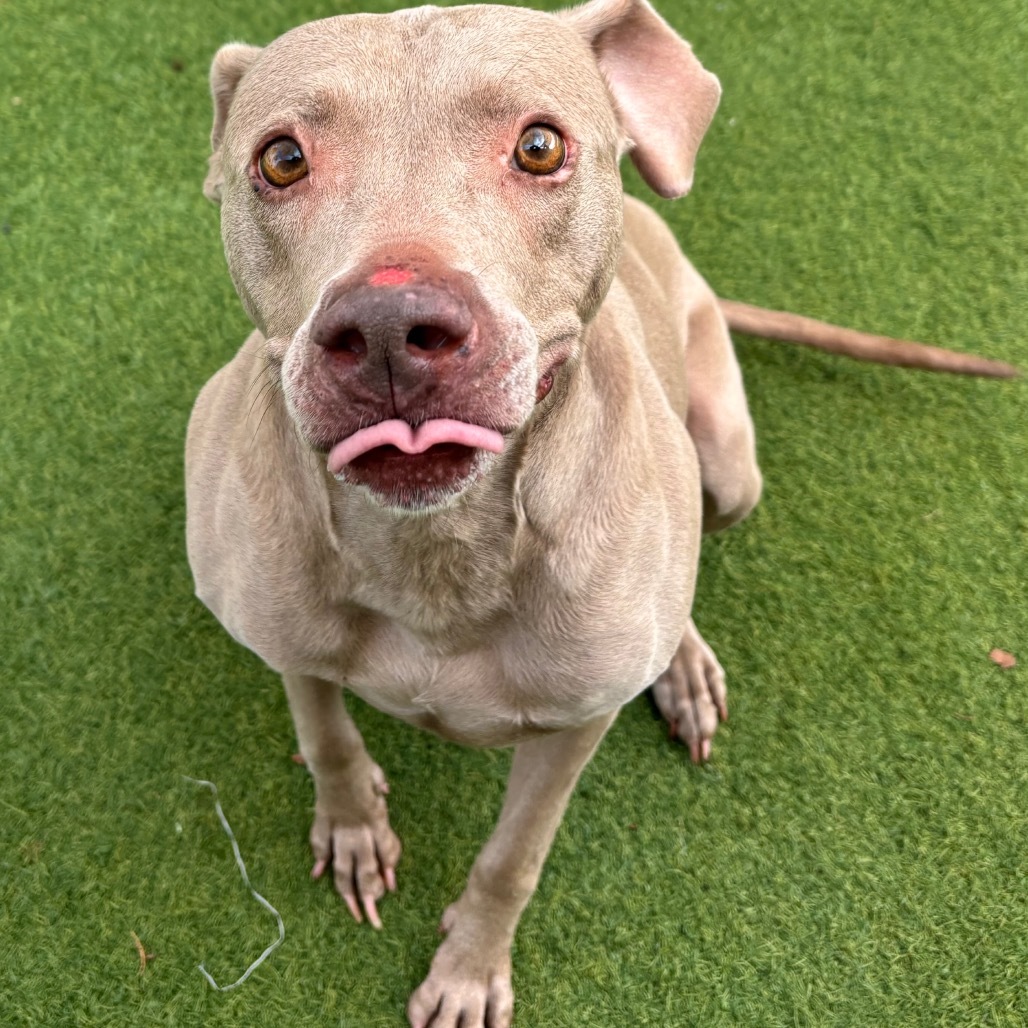 Abby 6049, an adoptable Weimaraner in LOXAHATCHEE, FL, 33470 | Photo Image 3