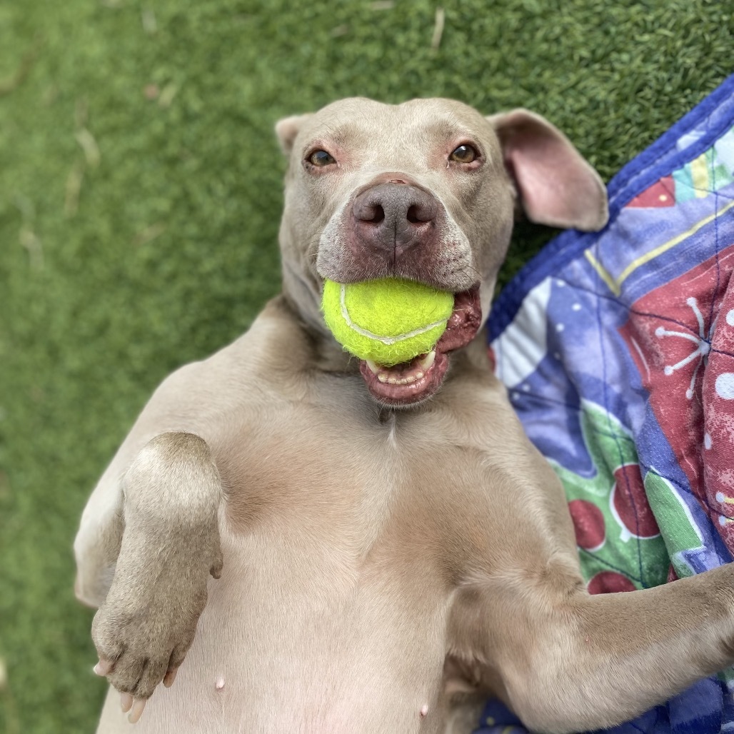 Abby 6049, an adoptable Weimaraner in LOXAHATCHEE, FL, 33470 | Photo Image 4