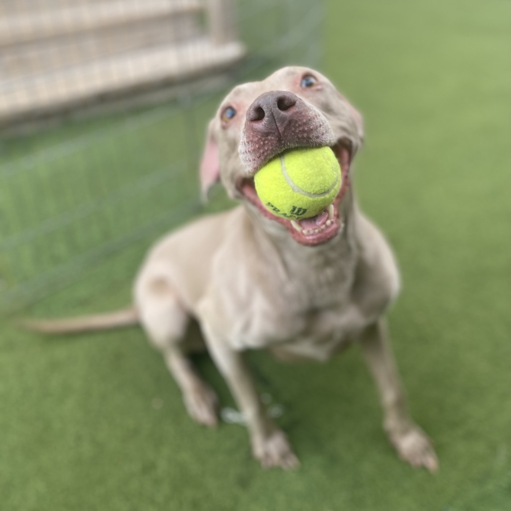 Abby 6049, an adoptable Weimaraner in LOXAHATCHEE, FL, 33470 | Photo Image 5