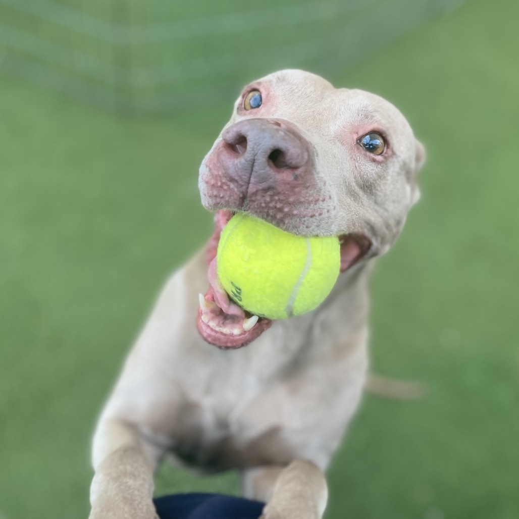 Abby 6049, an adoptable Weimaraner in LOXAHATCHEE, FL, 33470 | Photo Image 6