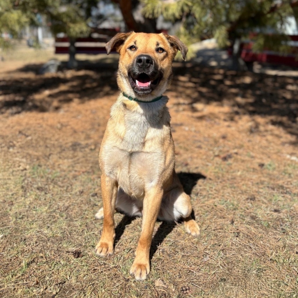 Scooby, an adoptable German Shepherd Dog, Mixed Breed in Fargo, ND, 58102 | Photo Image 1