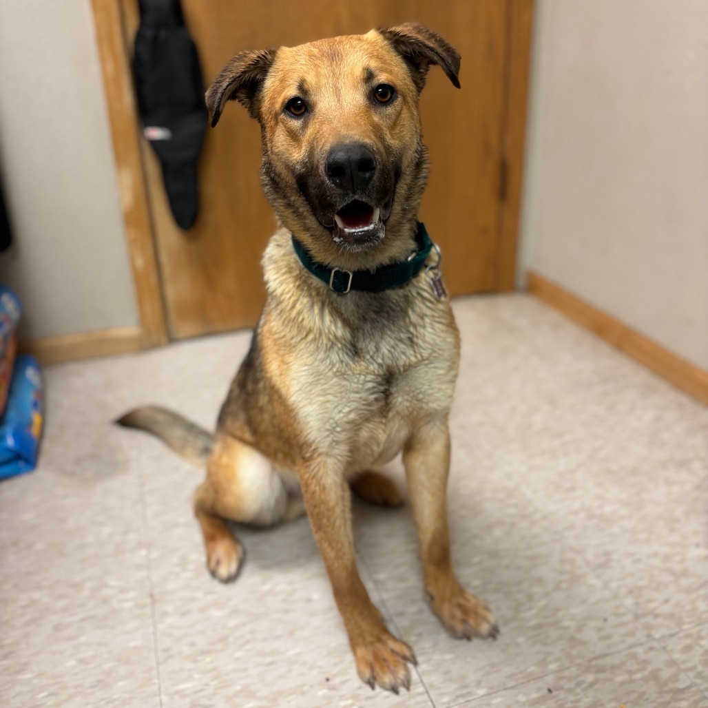 Scooby***ADOPTION PENDING***, an adoptable German Shepherd Dog, Mixed Breed in Fargo, ND, 58102 | Photo Image 2