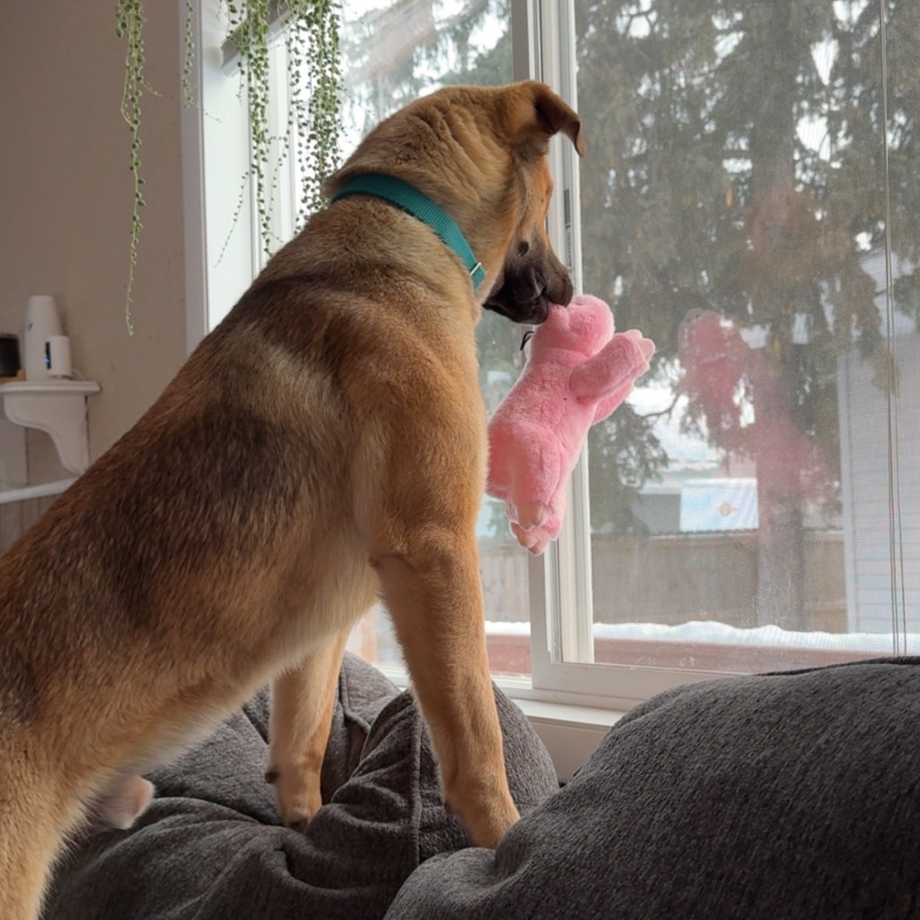 Scooby***ADOPTION PENDING***, an adoptable German Shepherd Dog, Mixed Breed in Fargo, ND, 58102 | Photo Image 3