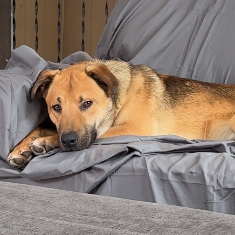 Scooby***ADOPTION PENDING***, an adoptable German Shepherd Dog, Mixed Breed in Fargo, ND, 58102 | Photo Image 4