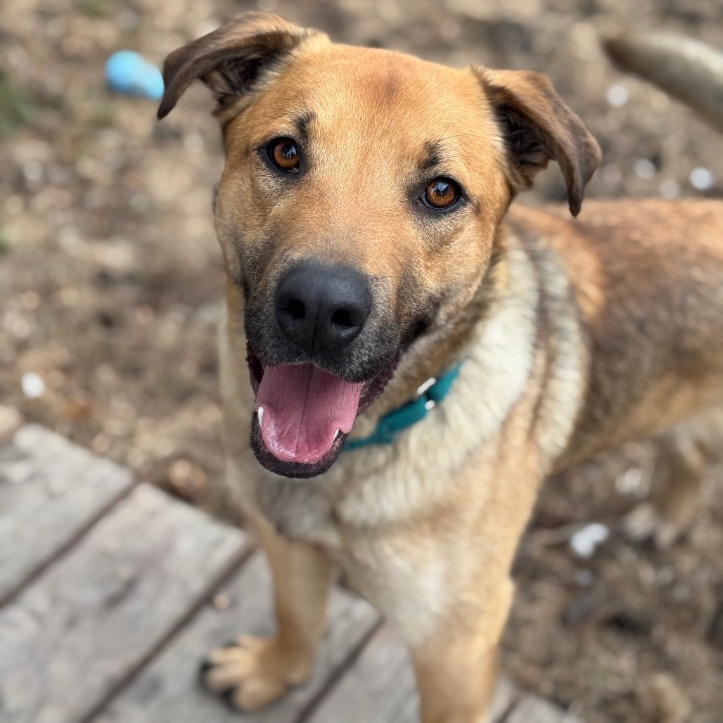 Scooby, an adoptable German Shepherd Dog, Mixed Breed in Fargo, ND, 58102 | Photo Image 5