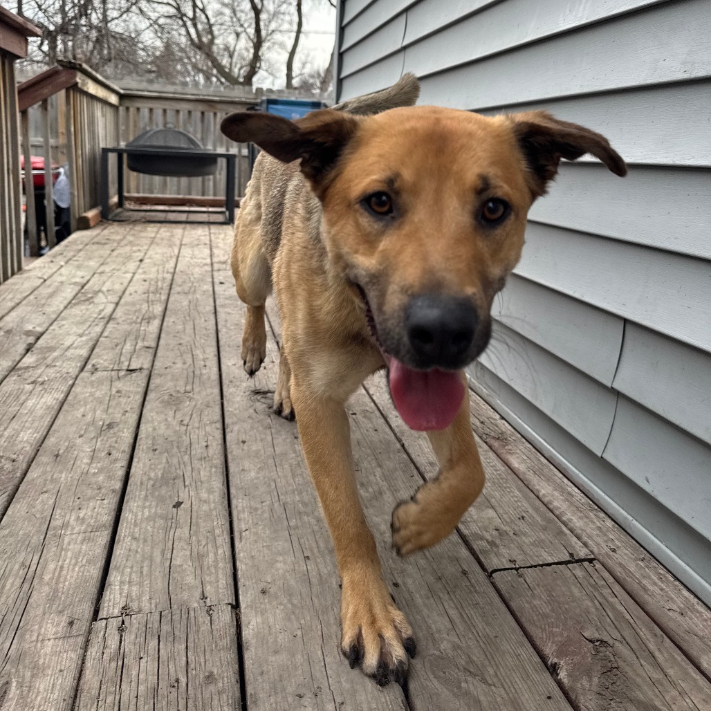 Scooby, an adoptable German Shepherd Dog, Mixed Breed in Fargo, ND, 58102 | Photo Image 6