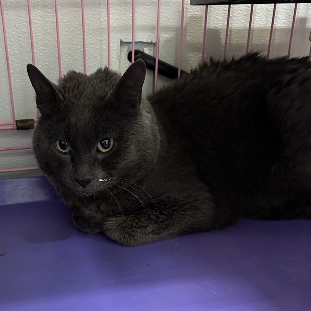 Grayson, an adoptable Domestic Short Hair in Priest River, ID, 83856 | Photo Image 2