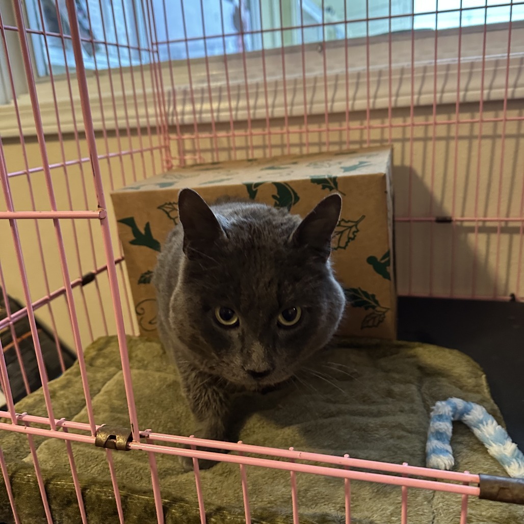 Grayson, an adoptable Domestic Short Hair in Priest River, ID, 83856 | Photo Image 3
