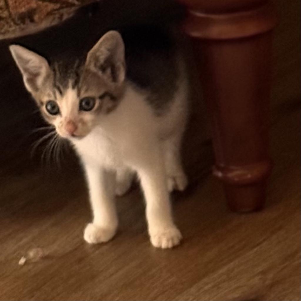 Pepper, an adoptable Domestic Short Hair in Priest River, ID, 83856 | Photo Image 2