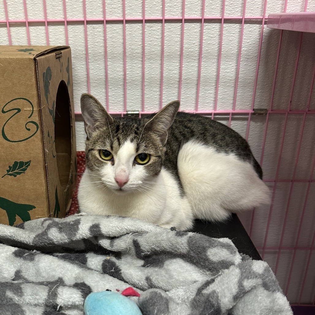 Pepper, an adoptable Domestic Short Hair in Priest River, ID, 83856 | Photo Image 3