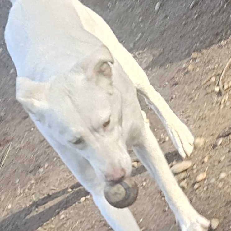 Luna