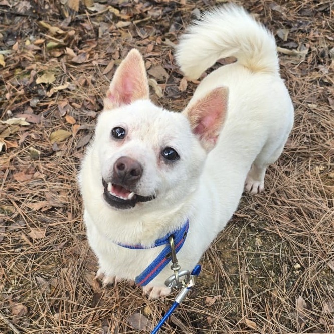 You, an adoptable Jindo in West Islip, NY, 11795 | Photo Image 1