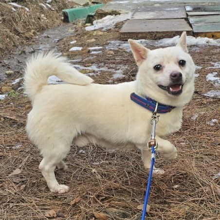 You, an adoptable Jindo in West Islip, NY, 11795 | Photo Image 2