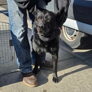 Lily BF Utah, Senior Female German Shepherd Dog
