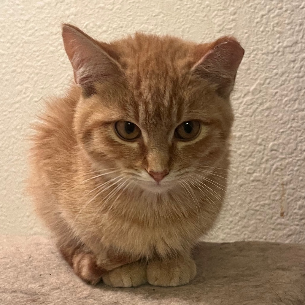 Griffin, an adoptable Domestic Short Hair in Bismarck, ND, 58507 | Photo Image 2