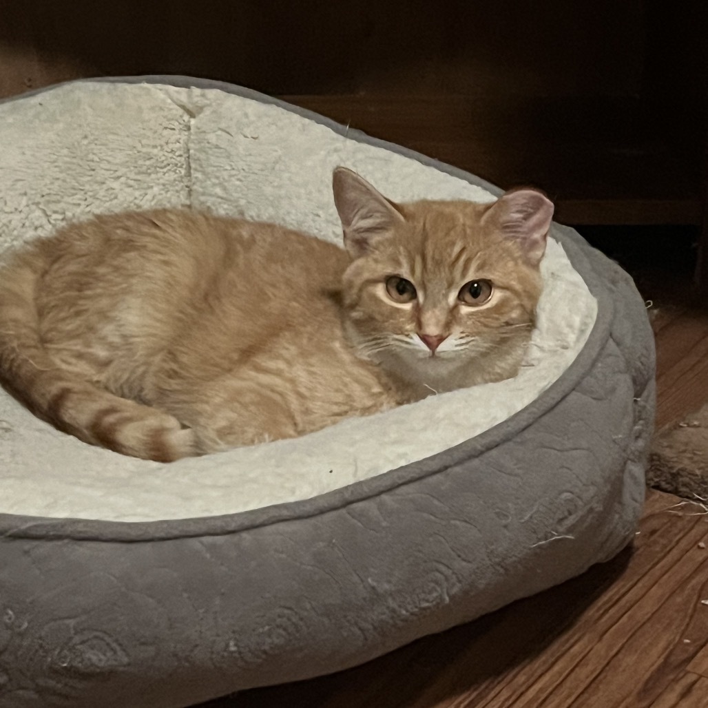 Griffin, an adoptable Domestic Short Hair in Bismarck, ND, 58507 | Photo Image 3