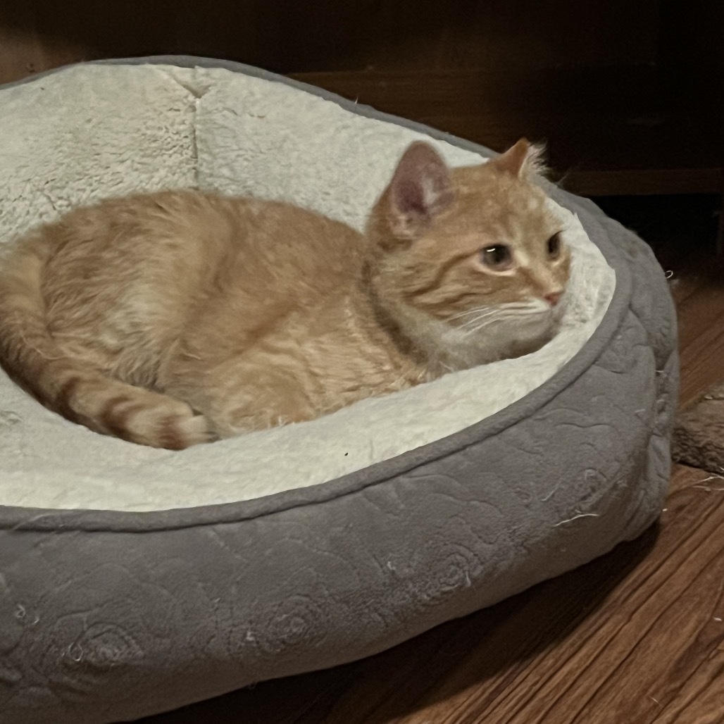 Griffin, an adoptable Domestic Short Hair in Bismarck, ND, 58507 | Photo Image 4