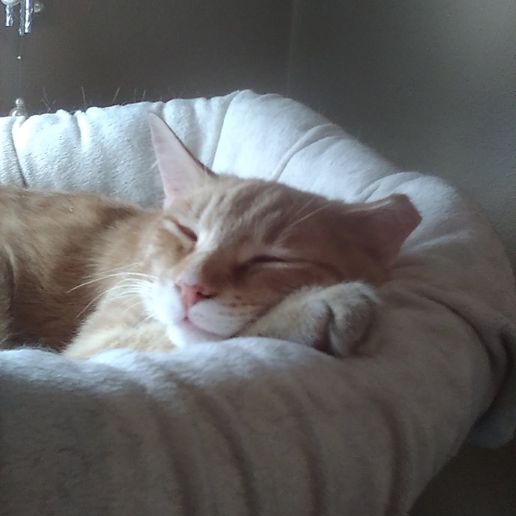 Griffin, an adoptable Domestic Short Hair in Bismarck, ND, 58507 | Photo Image 3