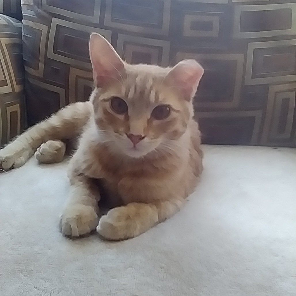 Griffin, an adoptable Domestic Short Hair in Bismarck, ND, 58507 | Photo Image 4