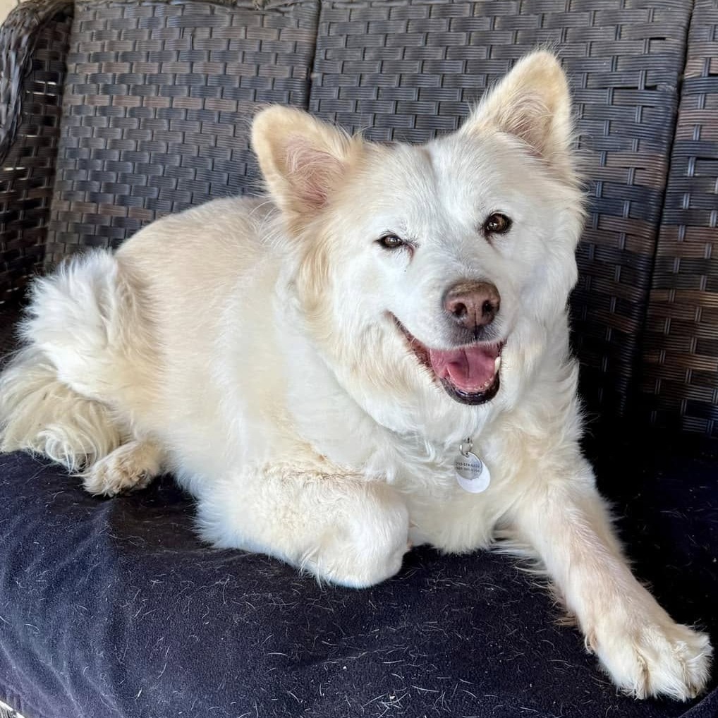 Suki, an adoptable Samoyed in Ramona, CA, 92065 | Photo Image 1