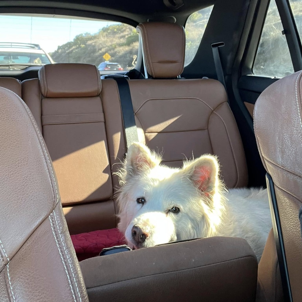 Suki, an adoptable Samoyed in Ramona, CA, 92065 | Photo Image 2