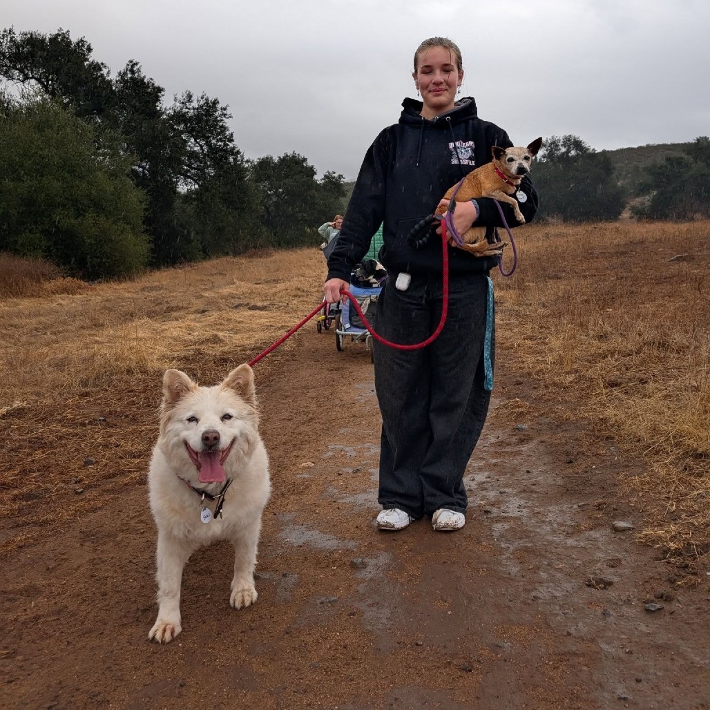 Suki, an adoptable Samoyed in Ramona, CA, 92065 | Photo Image 3