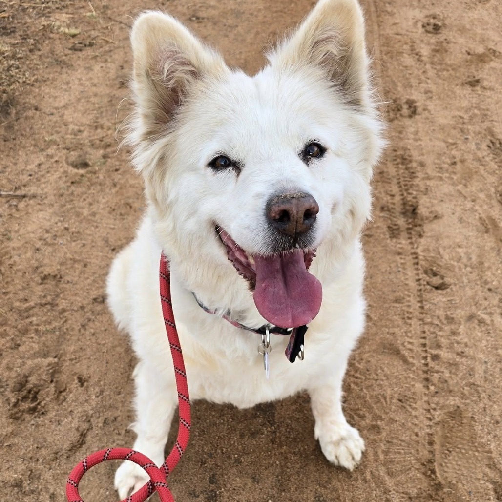 Suki, an adoptable Samoyed in Ramona, CA, 92065 | Photo Image 4