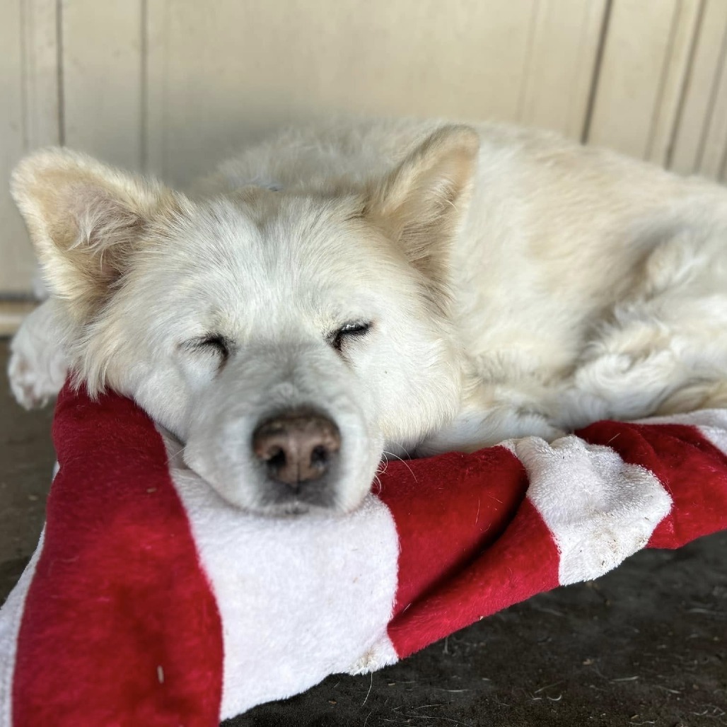 Suki, an adoptable Samoyed in Ramona, CA, 92065 | Photo Image 5