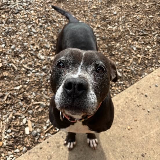 Gracie 01-1837