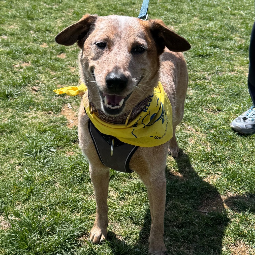 Chico