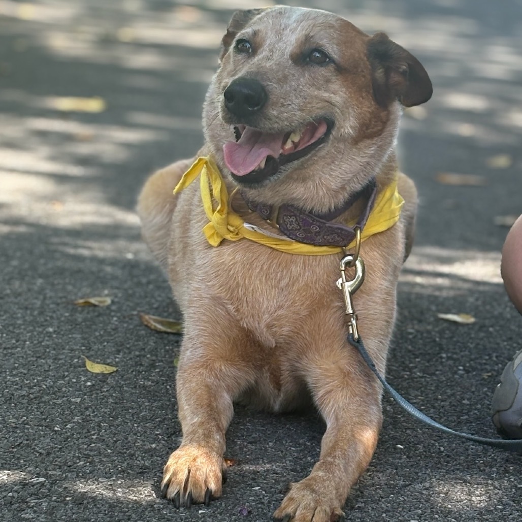 Chico