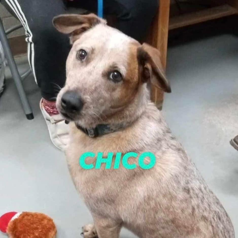 Chico